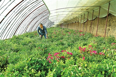 臨夏市折橋鎮(zhèn)四季青種植養(yǎng)殖合作社現有溫棚21座