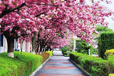 【印象隴原】去兩當(dāng)，與櫻花赴約