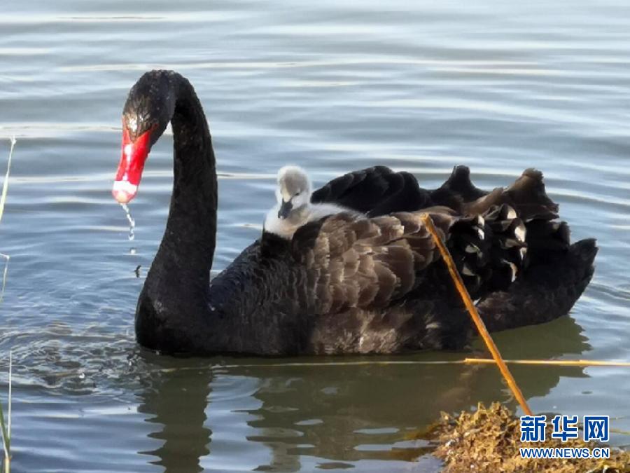 萌化了！黑天鵝寶寶出窩“游湖”