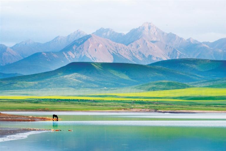 張掖：夏日塔拉草原策馬黃金牧場(chǎng),自有清風(fēng)徐來