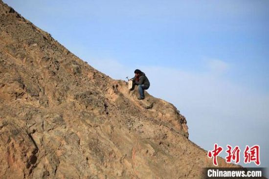 圖為敦煌“80后”畫家張杰龍?jiān)诙鼗腿Ｉ嚼锊杉V石顏料。(資料圖)受訪者供圖