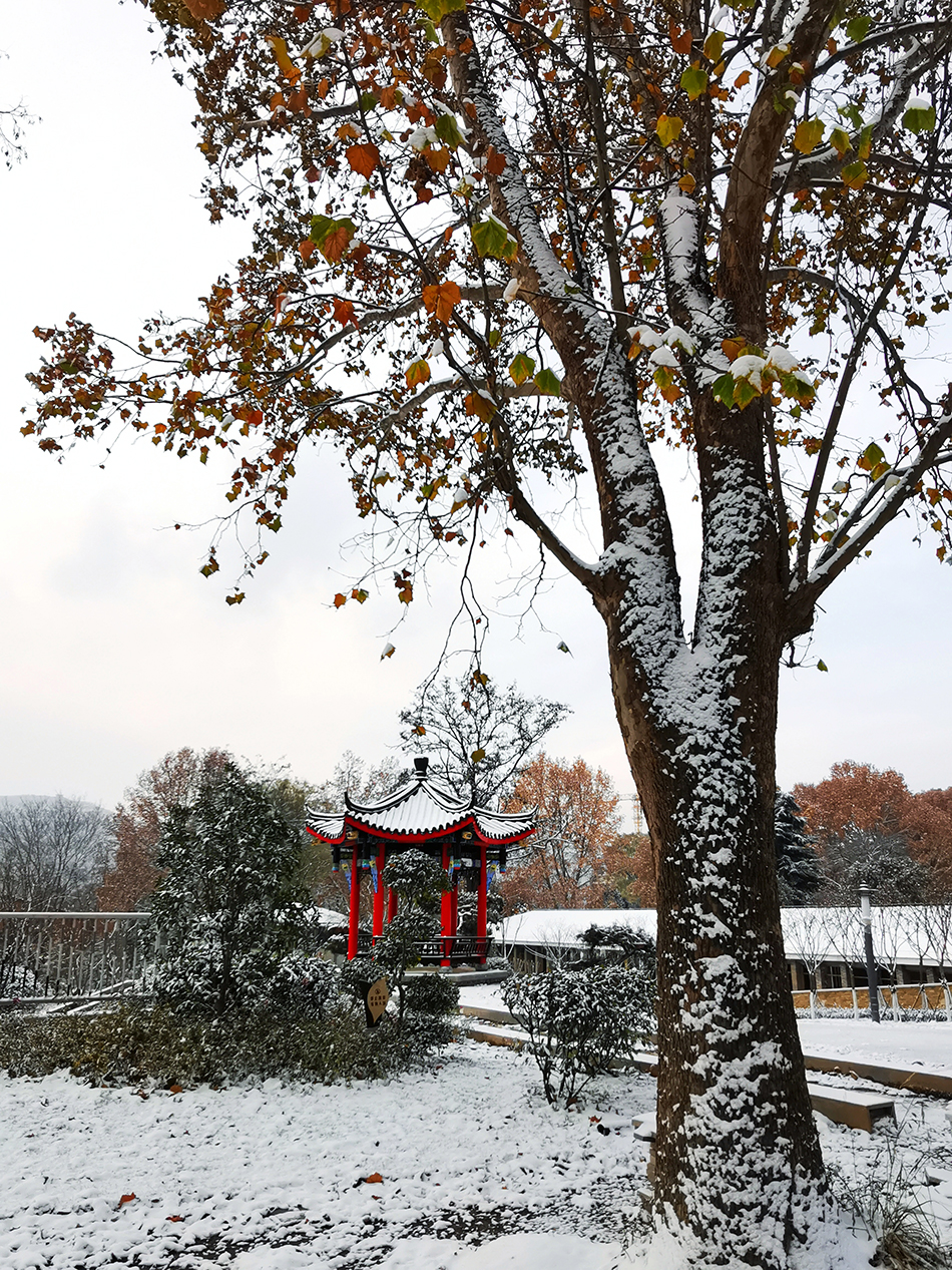 高清大圖|天水弘文園初雪，你喜歡嗎？