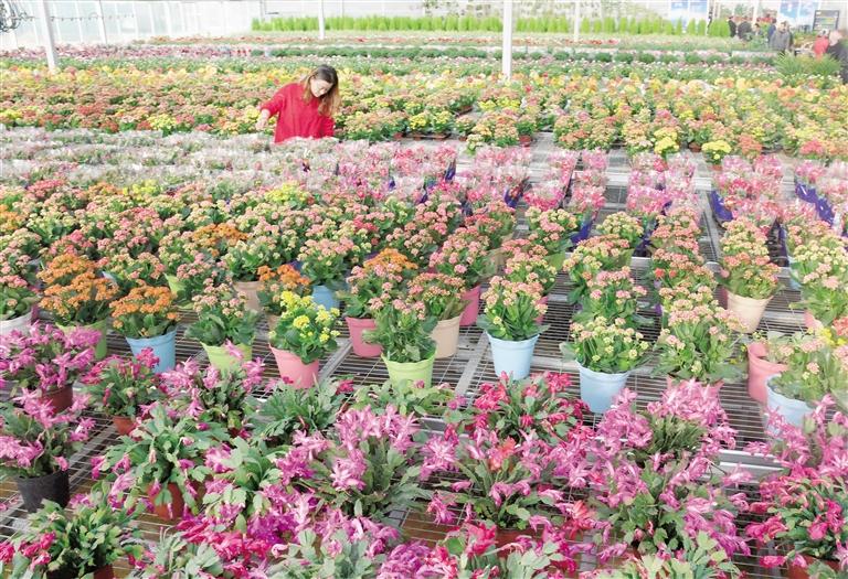 臨夏縣20多萬株水仙花、杜鵑、蝴蝶蘭等60多種花卉競相綻放