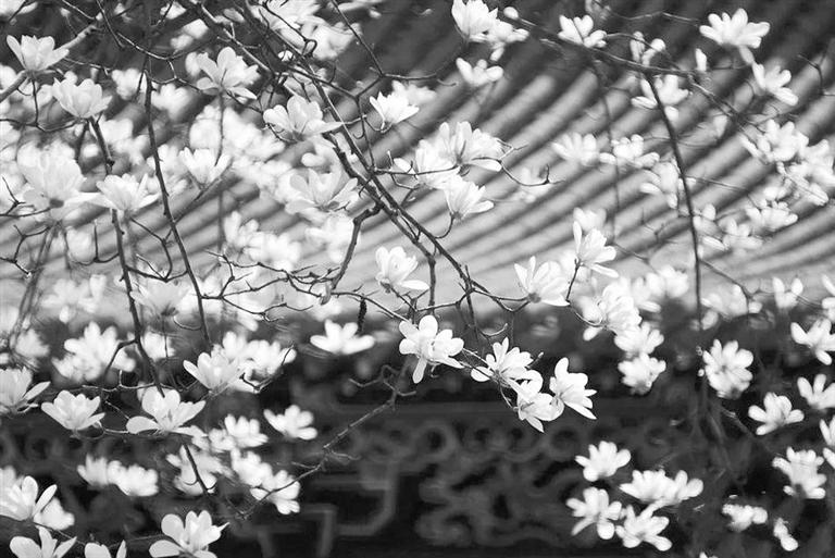 天水雙玉蘭堂，吟杜甫詩(shī) 煎泉水茶 賞白石書(shū)法