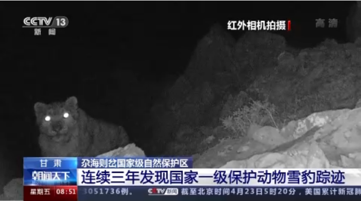 “大貓”出沒！甘肅尕海則岔保護(hù)區(qū)連續(xù)三年發(fā)現(xiàn)雪豹蹤跡