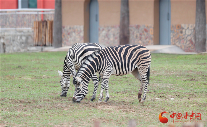 試開園以來蘭州野生動物園已接待游客達(dá)15萬人次