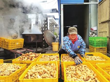 村民在康縣陽壩鎮(zhèn)陽壩村天麻種植大戶胡國強(qiáng)家加工天麻。