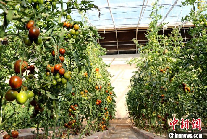12月14日，甘肅省武威市民勤縣紅旗谷現(xiàn)代農(nóng)業(yè)產(chǎn)業(yè)園，溫棚內(nèi)“水果西紅柿”長勢良好?！●R愛彬 攝
