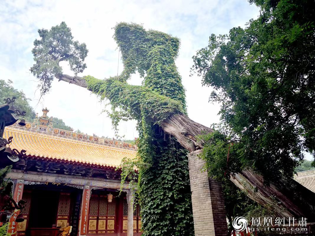 “山頭南郭寺，水號北流泉。老樹空庭得，清渠一邑傳。”杜甫詩中的“老樹”，指的就是這株春秋古柏，為南郭寺的“鎮(zhèn)寺之寶”。胡江 攝