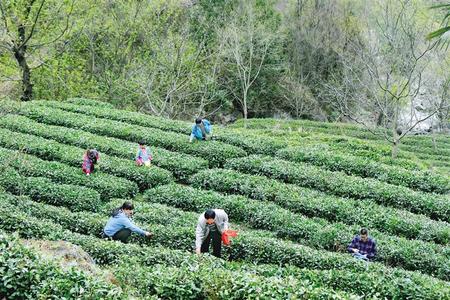 隴南康縣陽(yáng)壩鎮(zhèn)花巖溝村茶農(nóng)在采摘春茶