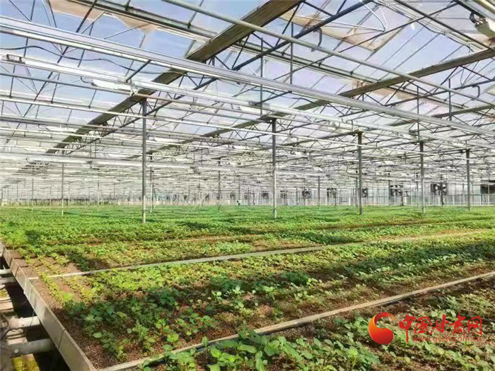【小康路上看老鄉(xiāng)】蘭州榆中馬鈴薯種薯產業(yè)走上新臺階