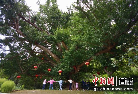 隴南徽縣境內(nèi)最古老的銀杏樹。當(dāng)?shù)貍髡f，它已有千年樹齡。（資料圖）殷春永 攝