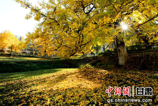 隴南徽縣銀杏樹最美的時(shí)候，當(dāng)屬每年的10月至11月。圖為樹葉已染黃的銀杏樹。張承榮 攝