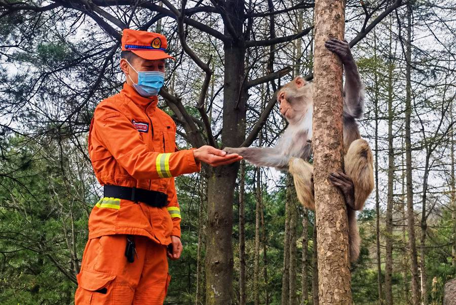 【甘快看】嗨！你好！甘肅隴南森林消防員巡護(hù)途中偶遇野生獼猴群