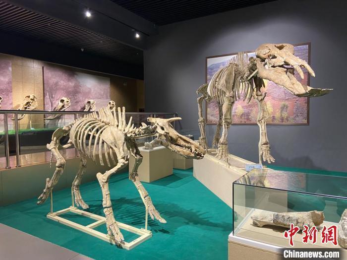 圖為5月底，和政縣古動(dòng)物化石博物館內(nèi)修復(fù)后的古生物化石?！「哒?攝