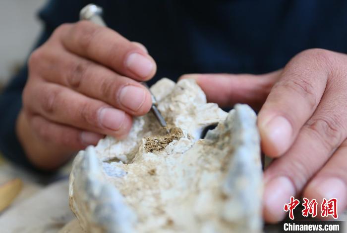 2022年6月，在和政古動(dòng)物化石博物館內(nèi)，古生物化石修復(fù)師對(duì)化石進(jìn)行修復(fù)。(資料圖) 高展 攝