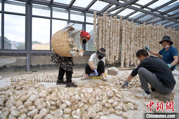 5月10日，甘肅省甘南藏族自治州迭部縣一青稞酒廠，工作人員用青稞面和青稞草等制成的曲坯用繩子串起來(lái)，方便掛起來(lái)曬干。九美旦增　攝