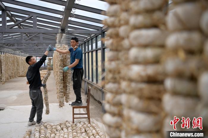 圖為5月10日，工作人員將用青稞面和青稞草等制成的曲坯用繩子串起來(lái)晾曬。九美旦增　攝
