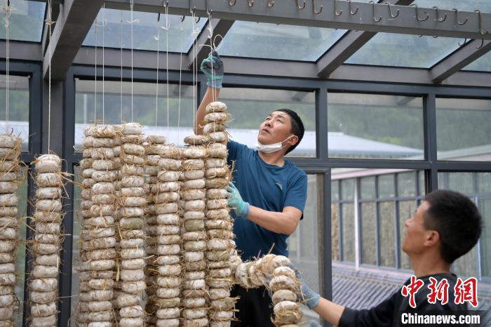 圖為5月10日，工作人員將用青稞面和青稞草等制成的曲坯用繩子串起來(lái)晾曬。九美旦增　攝
