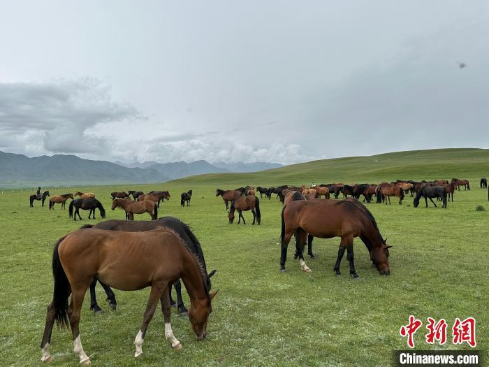 7月中旬，在山丹馬場草原上吃草的“山丹馬”?！〈魑牟?攝
