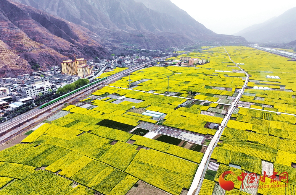 油菜花開迎客來(lái)