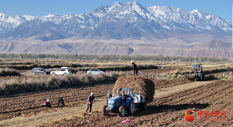 民樂：21萬畝中藥材喜豐收