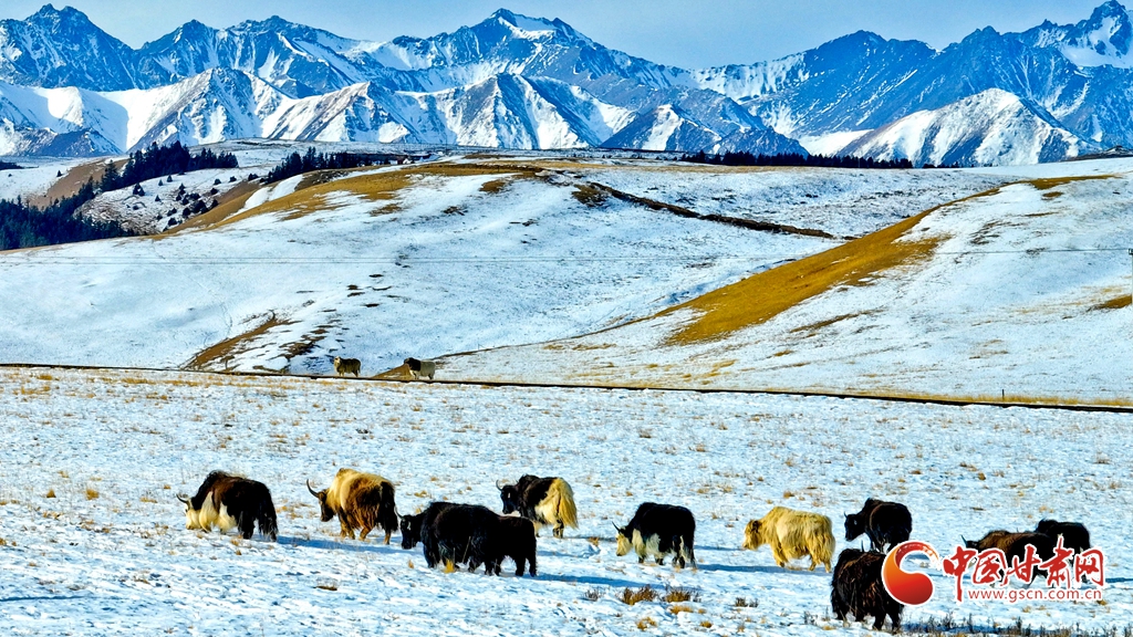 隴拍客丨肅南：雪后祁連山風(fēng)光如畫
