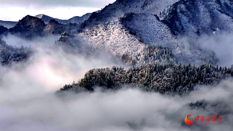 隴拍客|祁連雪霽 瓊枝報(bào)春