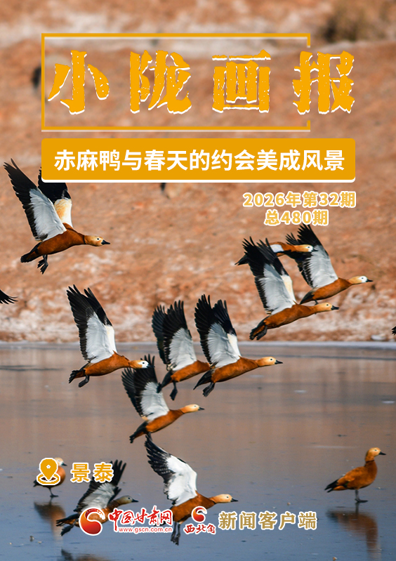 【小隴畫(huà)報(bào)·480期】景泰：赤麻鴨與春天的約會(huì)美成風(fēng)景