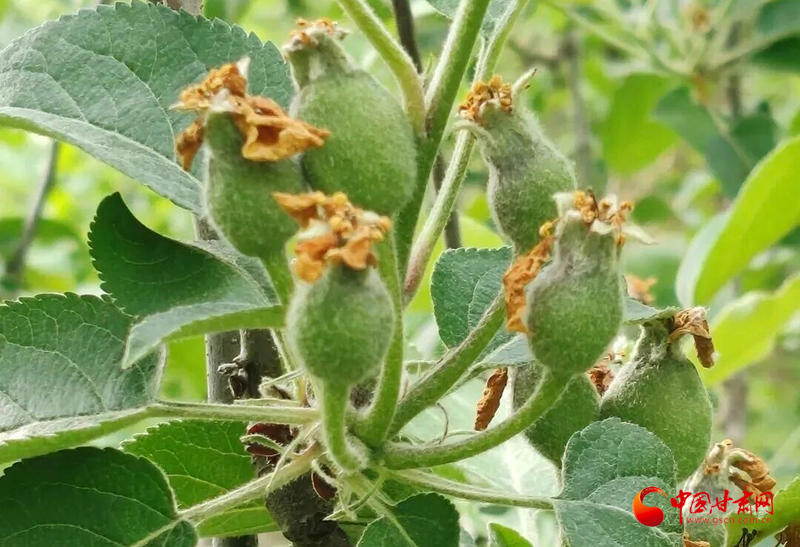 莊浪：果園管護(hù)正當(dāng)時 疏果定果促豐收